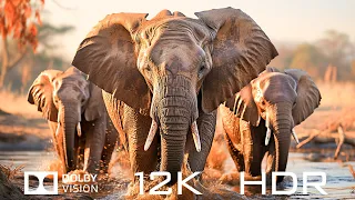 Dolby Vision 12K HDR 120fps - Animal World Videos And Relaxing Piano Music