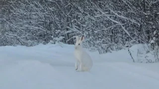 Заяц бежит по дороге