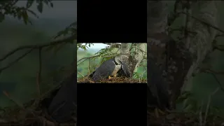 El canto del águila harpía (Mini documental)
