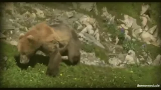 bear has a heart attack