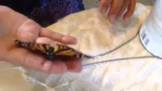 Fixing a Monarch's Wing