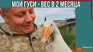 Вес гусей в 2 месяца. Особенности выращивания гусей в деревне. "Мое Подворье"