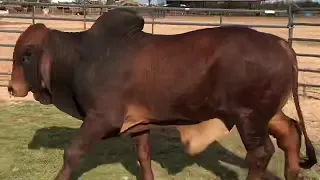 J&J Cattle Co-Lot #6773 Red Brahman Bull