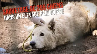 255 chiens et chiots sauvés dans un élevage récidiviste !