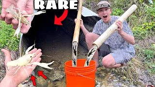 FINDING 1 in MILLION ALBINO CRAWFISH in Hidden Tunnel!! (new tank pet)