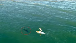 Paddleboarder Doesn't Know a Great White Shark is Right Next to Him