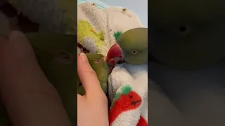 Dad gets scared of baby! #talkingparrot #cuteanimals #funnyanimals #talkingbird #babyanimals #dad