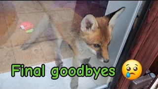 Sad but happy times #cuteanimals #fox #wildlife #viral #vlog #mylife