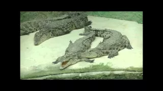 Crocodile park in Torremolinos/Парк крокодилов, Торремолинос. Испания