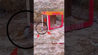 Pigeon trap | Survival bird trap | bird catching | wild bird trap | part 2 #shorts #youtubeshorts
