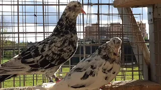 Бакинские голуби мраморные в Москве. Baku pigeons grizzled in Moscow +79255022509