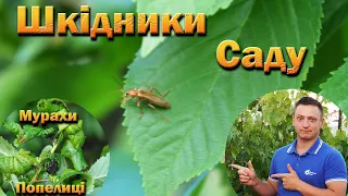 Шкідники саду: плодожерки, попелиці, кліщі. Препарати природного походження