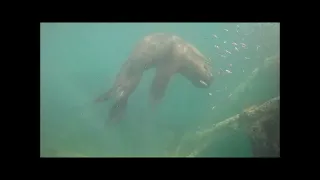 Lobo Marino pescando en el Naufragio Folias. Puerto Madryn - Chubut