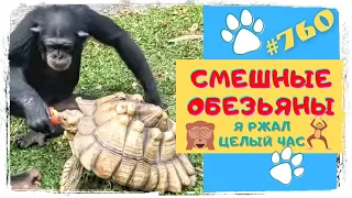 СМЕШНЫЕ ОБЕЗЬЯНЫ 🙈 Я Ржал Целый Час 😂 Funny Monkeys #760