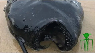 Rare Anglerfish Washes Up On Newport Beach, Goliath Grouper Found | Radio Magnapinna