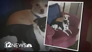 Valley woman’s dogs killed in vicious coyote attack