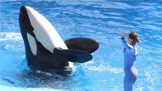 SeaWorld: Killer whale shows controversy and more - Compilation