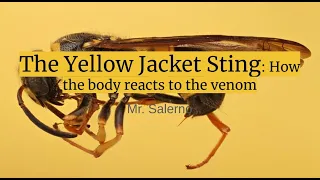 The Yellow Jacket Sting: How the body reacts to the venom