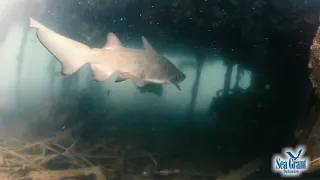 15 Second Science — Sand Tiger Sharks