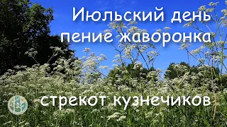 Звуки лета, жаркий июль, луговые травы, пение жаворонков и кузнечики. Летний релакс.