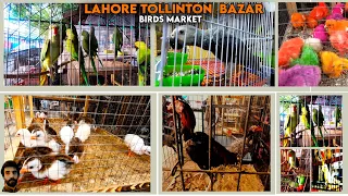 Lahore Tollinton Market 2021 | Birds Market In Lahore | Fahad Afridi Vlogs