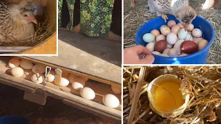 Bucket of eggs. Chickens are trained to nest. It's time to do it.