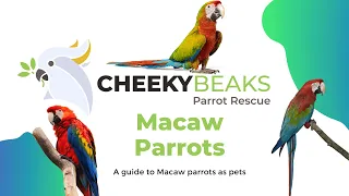 A guide to macaws as pets