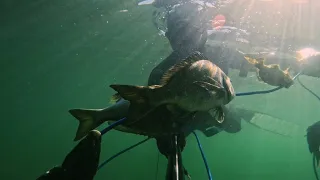 Spearfishing in Port Phillip Bay part 02