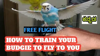 How to Make Your Budgies, Lovebirds or Birds to fly to you/Free Flight in Kannada