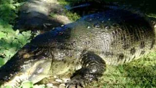 crocodile named Lapu-Lapu