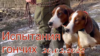 Испытания гончих 20.02.2022(Дунаевцы)/Дунаївські районні випробування гончих 20.02.2022