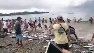 Hundreds of 'TULINGAN FISH' washed ashore today in Sawang, #Romblon