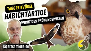 Die Habichtartigen🌿Wissen für deine Jagdprüfung🌿 🦅Greifvögel - Habicht, Sperber, Mäusebussard & Co.🦅