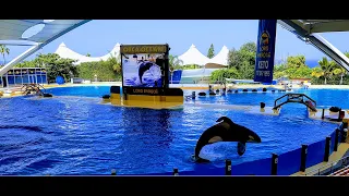 Amazing show with Orca the killer whale splashing - Loro Parque, Tenerife, Spain