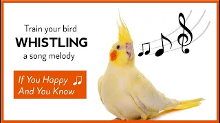 Parrot Whistle Training! Teach Your Bird to Sing! 6 Hour Loop!