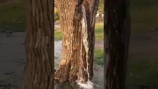 Montenegro's Waterfall Tree - Dinoša Mulberry Tree