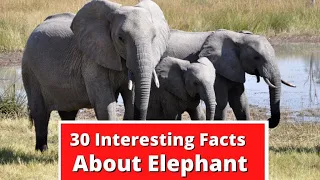 30 Interesting Facts About Elephant | Global Facts