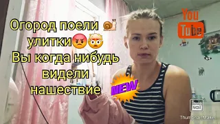 Эти улитки просто уничтожили мои растения🥵. Мама в декрете. Отличный гель для стирки 🥰