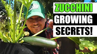 Zucchini Growing Tips For 2023