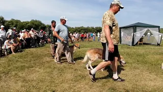 Всероссийская выставка гончих 2019 "Старшая возрастная группа РГ Выжлецы"