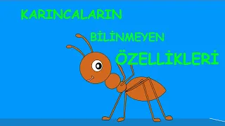 Karıncaların Bilinmeyen Özellikleri - Karıncaların ilginç Dünyası