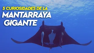 🔴 CONOCE 5 CURIOSIDADES DE LA MANTARRAYA GIGANTE🔴👁 - OUTDOOR SONORA