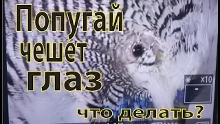 Серия 12. Что делать если  у попугая чешется глаз