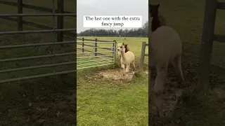 Look how these Alpaca's JUMP 🤣🤣🤣