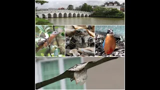 Birding/wildlife in Singapore-Jurong Lake Gardens.