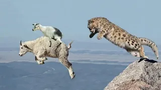 Snow Leopard Jumps Off a Cliff Catch Its Prey