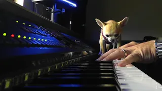 Piano with a chihuahua on board