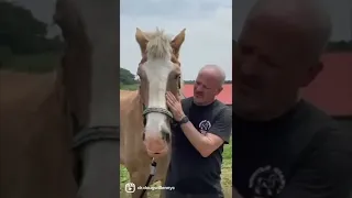 "GOT IT!" HORSE CRACK COMPILATION 🐴 Animal Chiropractor