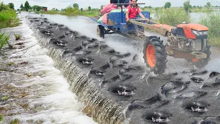 Flooding Coming & Catching A lot Big Catfish Crossing  Road - Amazing Fishing Video in Flooding