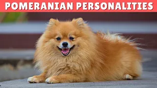 Pomeranian Dog Personality Traits EXPLAINED 🥰